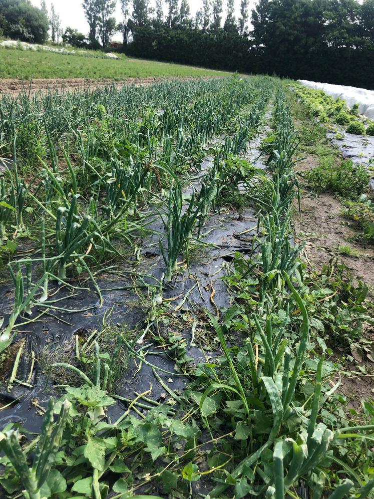 Les maraîchers de la zone du Havre ont été particulièrement impactés.