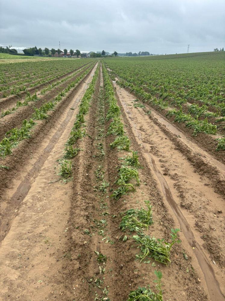 Une parcelle de pommes de terre fortement touchée en quelques minutes..