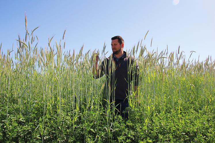 L’implantation de seigle ou d’escourgeon dans la luzerne apporte une performance énergétique supplémentaire dans la production de biogaz et dans l’alimentation des ovins.