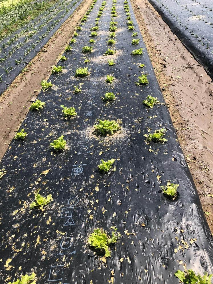 Les maraîchers de la zone du Havre ont été particulièrement impactés.