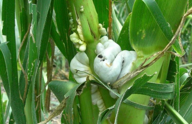 Les lésions causées par la grêle favorisent le développement du charbon commun (Ustilago maydis) au niveau des tissus en croissance du maïs.