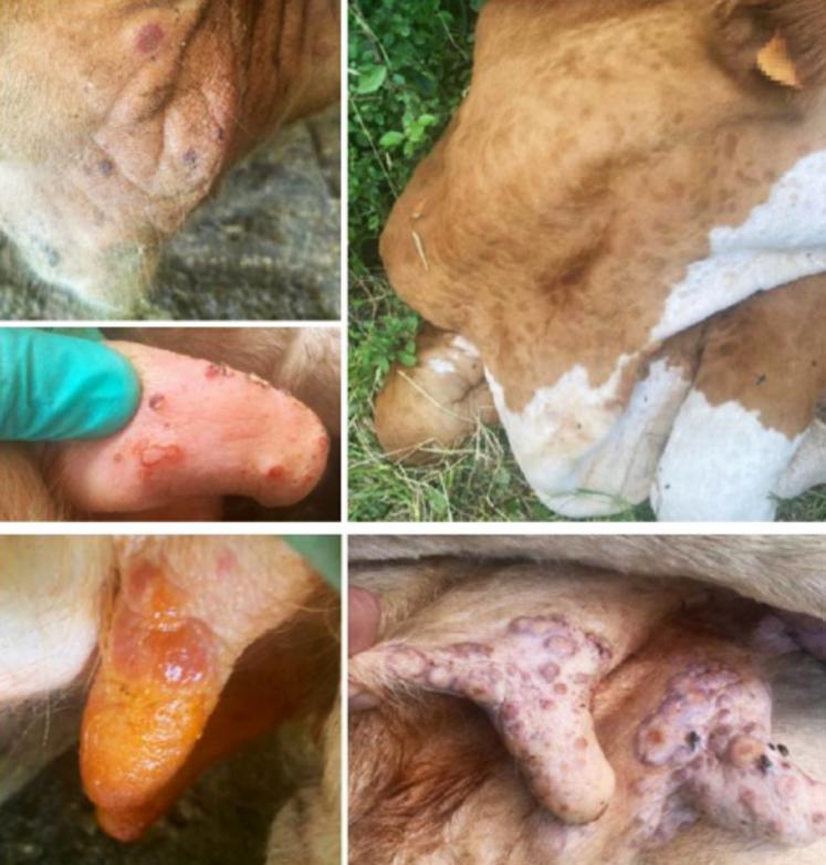 DNC : les animaux cliniquement atteints ne récupèrent pas leurs capacités de production antérieures et il y a une grande souffrance chez certains qui peuvent garder des séquelles importantes. 