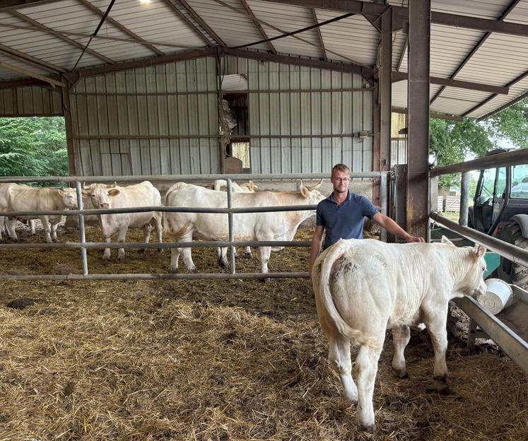 Paul Blondel s'est installé sur la ferme familiale à la suite de ses grands-parents. Avec environ 70 vêlages et une dizaine de reproducteurs vendus par an, son cheptel est encore en croissance.