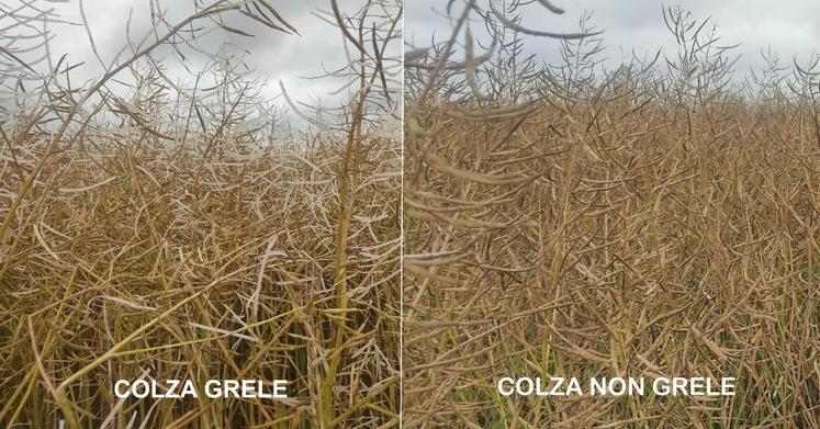 Après l'orage du 25 juin au Plessis - Sainte-Opportune (27) (photo du 27 juin).