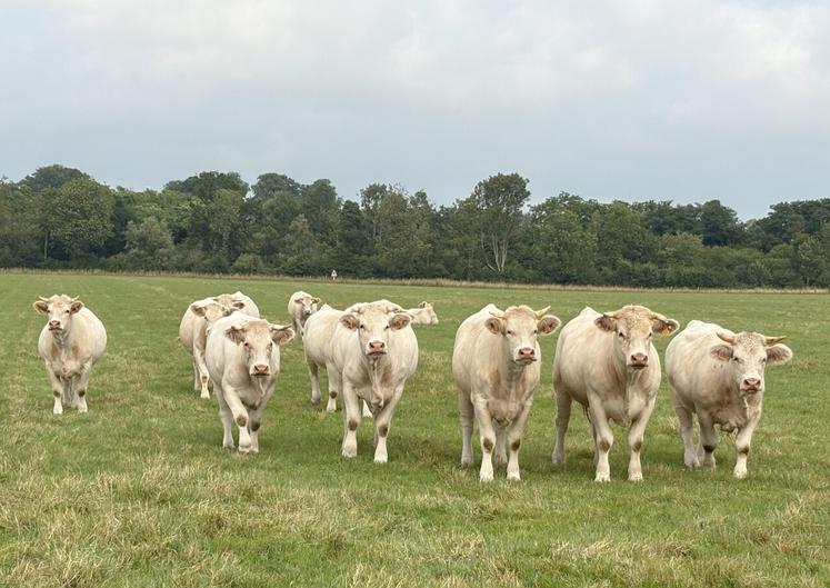 "La race charolaise répond aux attentes d'aujourd'hui : une très bonne valorisation des fourrages grossiers, une race calme et facile ", a expliqué Louis Clément de Givry, technicien au Herd-Book charolais.