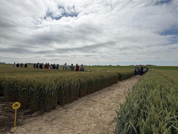 Interra Scan met en avant l'hétérogénéité des parcelles sous forme de cartes ultra-précises afin de moduler les intrants au plus près des besoins.