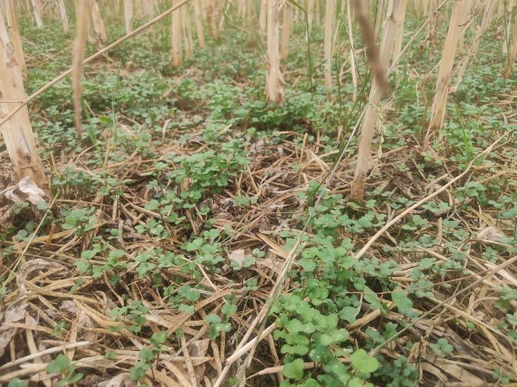 Cotylédons de colza après l'orage du 13 juin à Lignerolles (27) (photo du 27 juin).