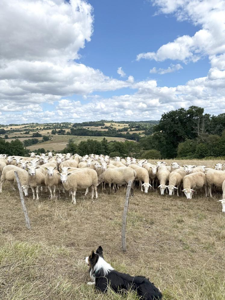 Seules les brebis maigres nécessitent un apport de concentré.