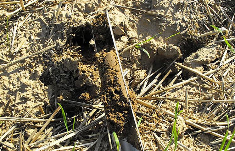 L'analyse de sol évalue la fertilité pour ajuster la fertilisation et suivre l'effet des pratiques agricoles.