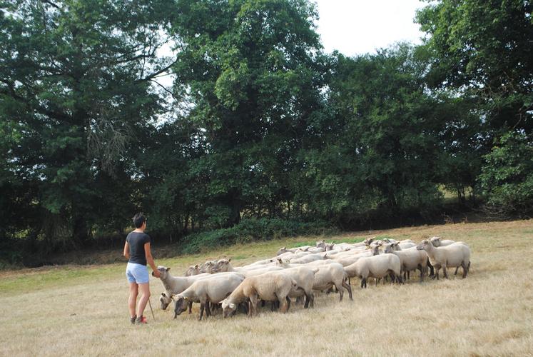 90 % des protéines consommées par les ovins viande ne le sont pas par l'homme.