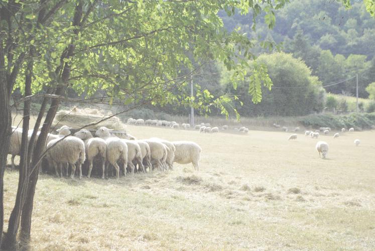 Les lots qui ne sont pas rentrés en bâtiment sont affouragés.