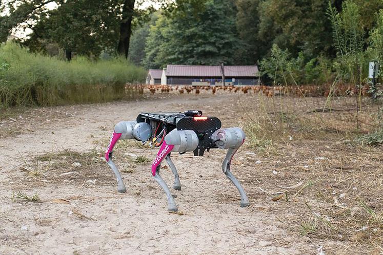 Le chien robot, mis au point par l’entreprise Evotech, est programmé pour guider les poules vers leurs abris à la tombée de la nuit.