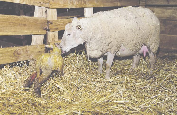 Des vaccins sont commercialisés pour la plupart des pathologies des agneaux.