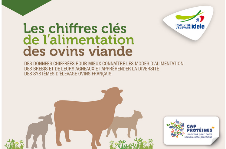 30 pages pour en savoir plus sur l'alimentation des ovins.