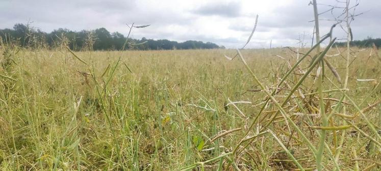 ​​​​​​​Après l'orage du 25 juin, destruction totale à Valailles (27) (photo du 27 juin).