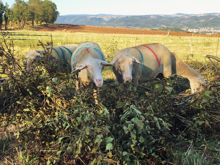 Dans le cadre de la Pac, la taille des haies, arbres et bosquets est interdite entre le 16 mars et le 15 août. L'affouragement n'est donc possible qu'à partir du 16 août.