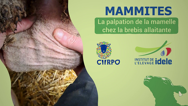 Un film pour apprendre à détecter une anomalie sur la mamelle.