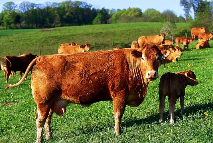 La race limousine est l'une des deux races suivies dans les 118 fermes de référence pour le calcul des indicateurs de coûts de production publiés par l'Idele.