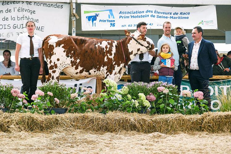 Grande championne génisse en race normande