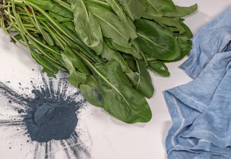 La couleur est extraite des feuilles.