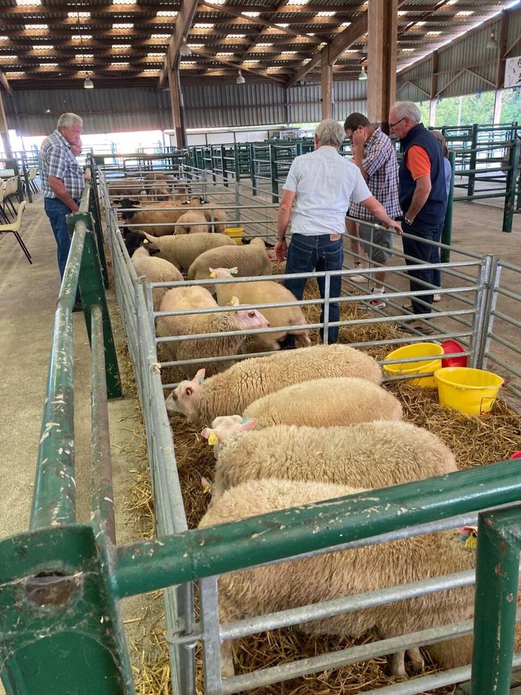 Jugement des agneaux de boucherie.