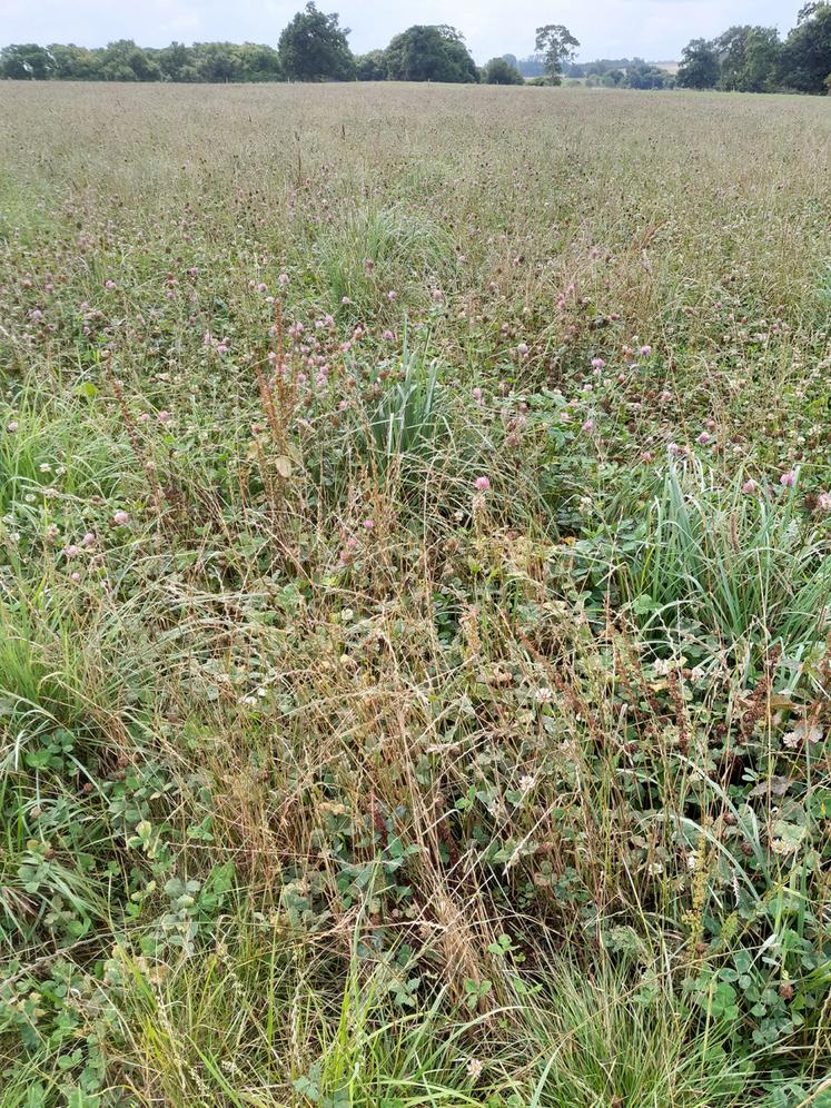 Trèfle violet dans les prairies temporaires d'Albéric.