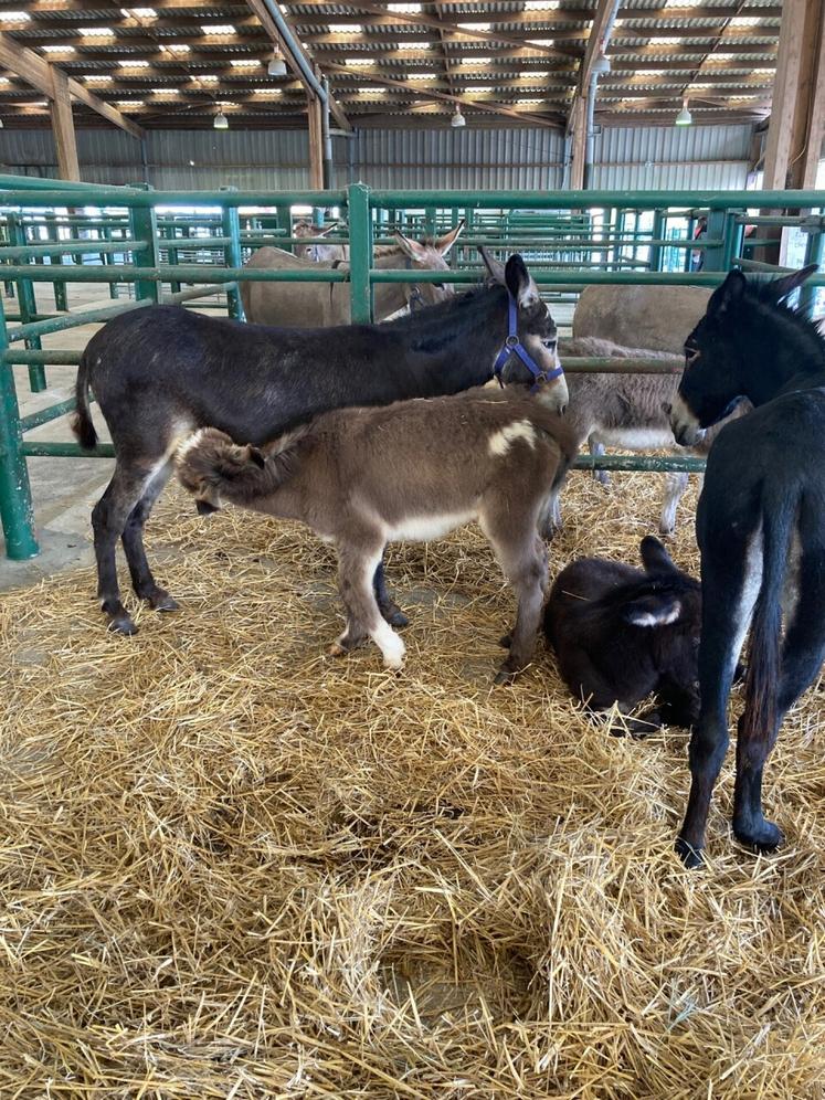 Les ânes n'ont pas été stressés par les visiteurs.