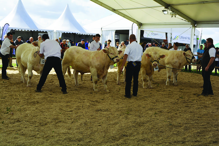 Le concours interrégional de charolais. Cette race facile à élever et aux qualités bouchères intrinsèques a su attirer le public.