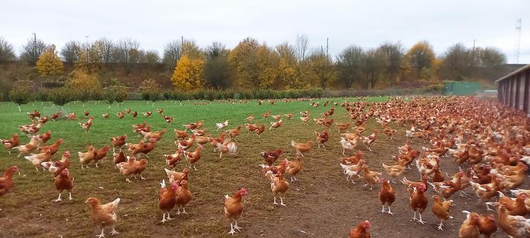 Les poulets ont accès à un parcours enherbé et arboré dans lequel poussent des noisetiers  qui entreront en production en 2026. Au fond, on distingue la ligne TGV.