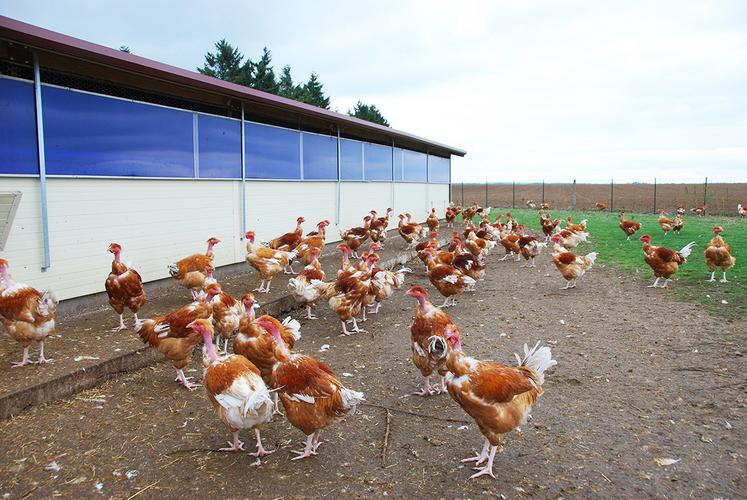 En cas de confinement sanitaire imposé par l’influenza aviaire, certains élevages peuvent prétendre à des dérogations d’accès à des parcours réduits.