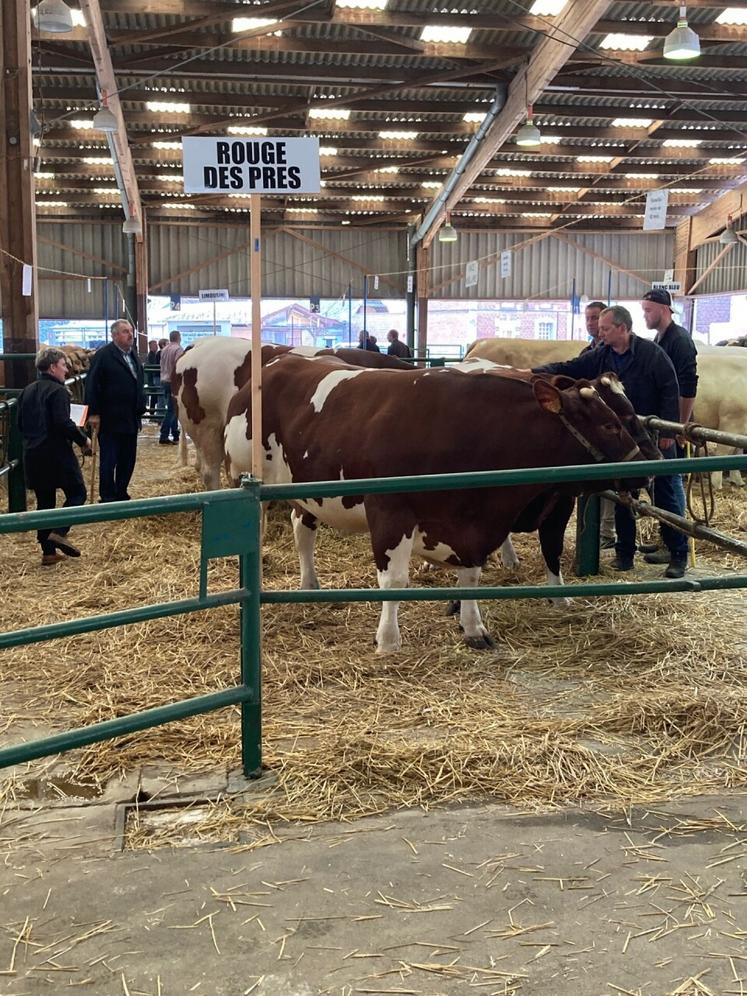 Les juges ont regardé, tâté et classé les animaux.