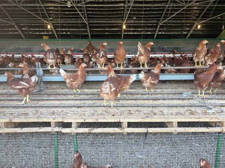 L'atelier compte 2 800 poules présentes sur l'exploitation.