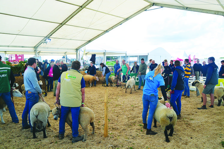 Une présentation des races ovines bouchères.