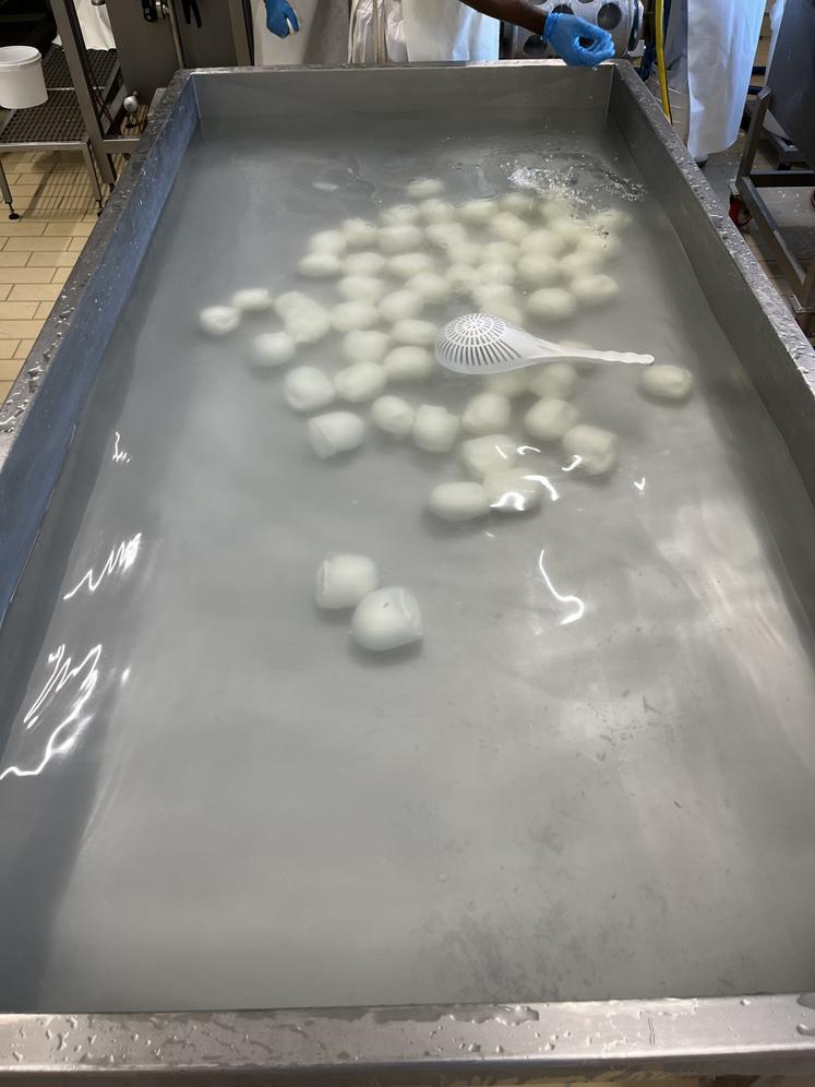 Après le moulage, la mozzarella est directement plongée dans l'eau froide.