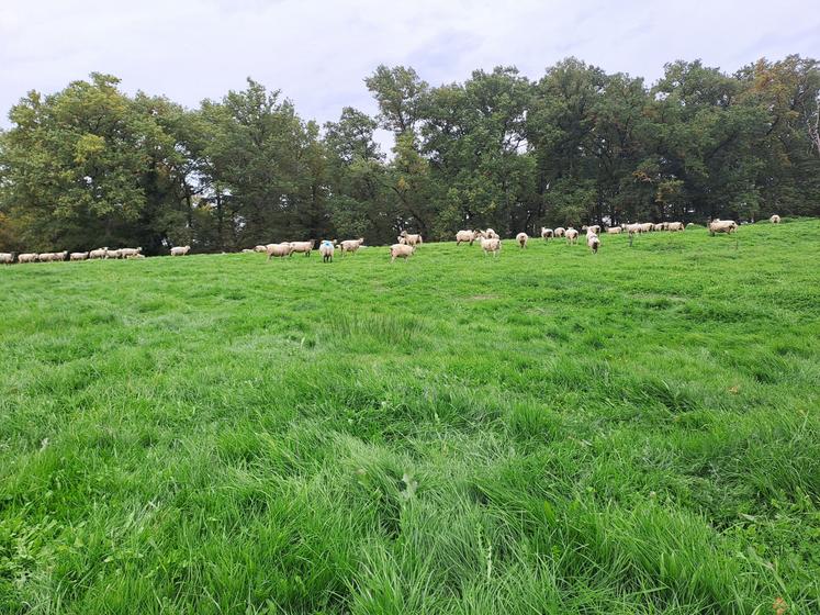 La valeur alimentaire des prairies permanentes en automne est équivalente à celle du début de printemps.