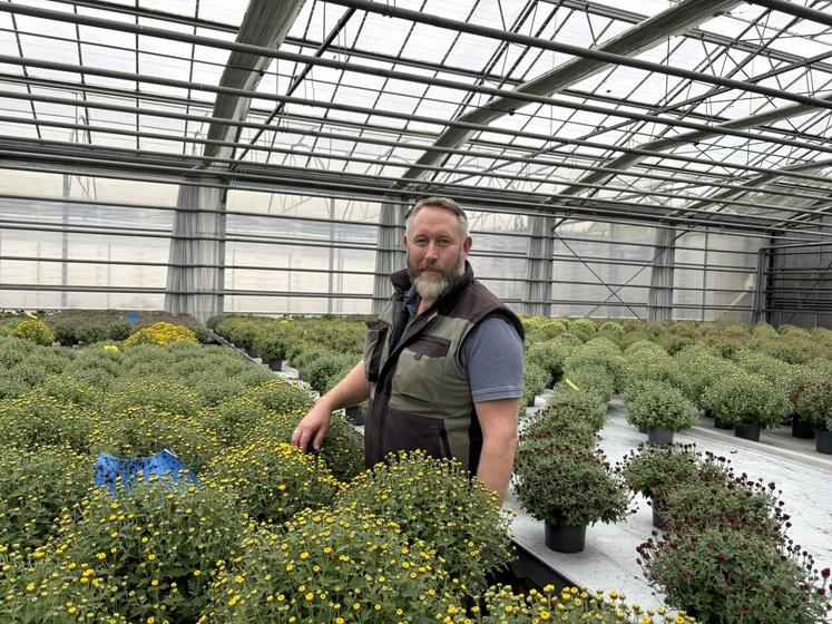 La floraison du chrysanthème débute timidement sous les serres des Jardins d'Avremesnil. Elle peut durer de trois semaines à un mois et demi en fonction des conditions climatiques et des arrosages de la plante.