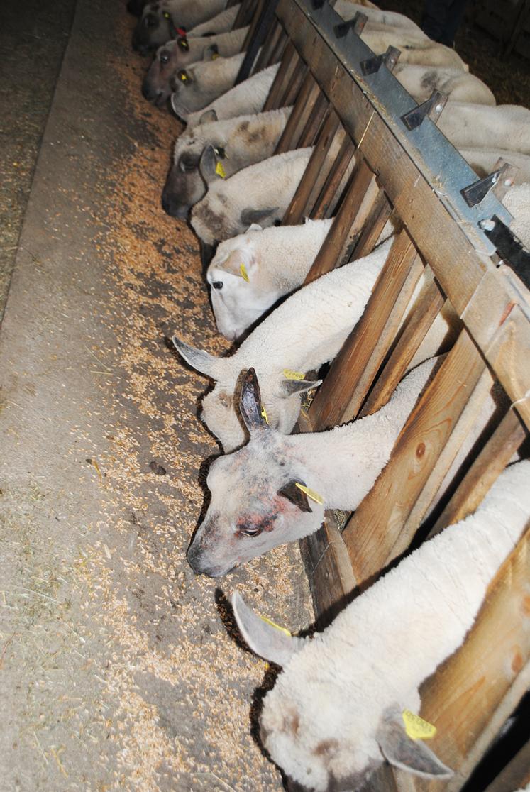 Les minéraux jouent un rôle sur la santé et la productivité du troupeau.