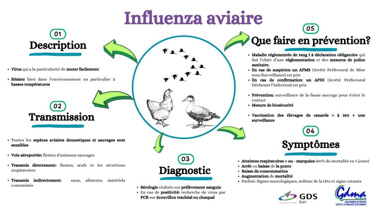 Schéma de la maladie, transmission et prévention. Tout savoir sur l'Influenza aviaire.