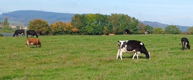 Pâturage automnal dans l'Orne.