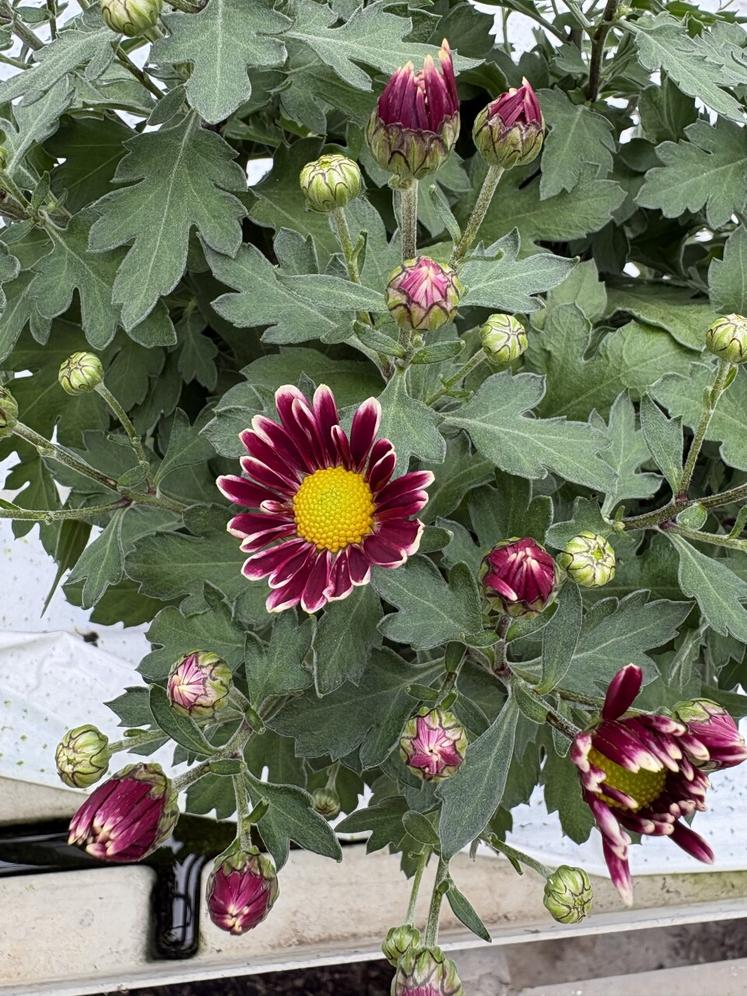 Le chrysanthème se décline aujourd'hui avec plus de nuances de couleurs.