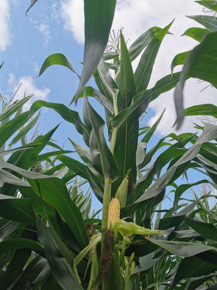 Dès le mois de juillet, l'outil digital Agrility renseigne sur le rendement en matière sèche à venir et donne une date optimale de récolte.