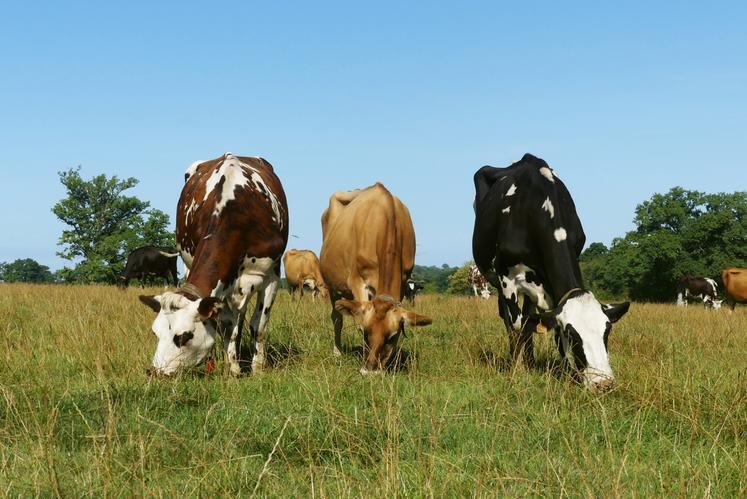 Le troupeau Tripl'XL.