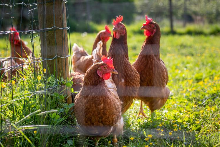  Le niveau de risque français est passé à modéré depuis ce 16 octobre. Cela impose la claustration des volailles détenues dans les zones à risques, Vallée de Seine, Vallée de la Bresle et Vallée de l'Eure.