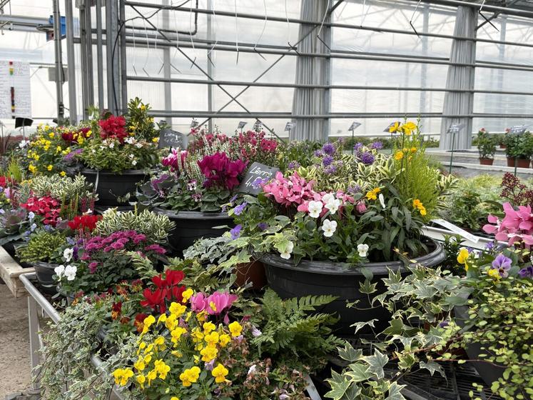 Les achats de végétaux pour la Toussaint se portent de plus en plus vers des compositions de plantes plus résistantes aux aléas de l'hiver.