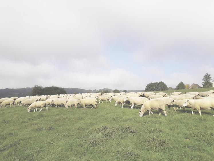 Si les brebis sont alimentées à l'herbe, la lactation peut se poursuivre au-delà de 80 jours, le coût de la ration étant de l'ordre de 8 centimes par brebis et par jour.