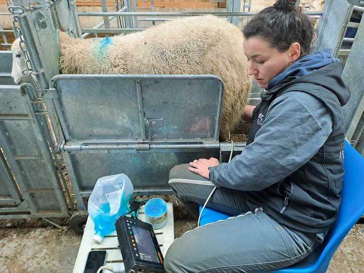 Un exemple de cage de contention avec cornadis adaptée aux constats de gestation.