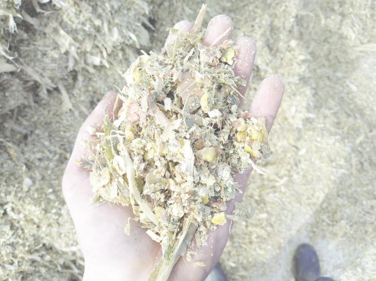 Le maïs épi, c'est d'abord du grain.