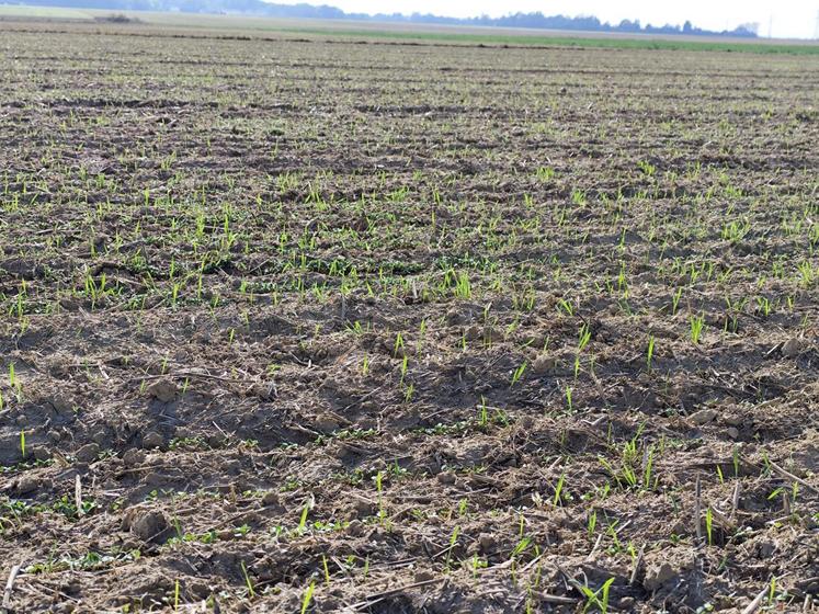 Repousses de blé dans une linière semée le 02/10/2025 à Barc (27).