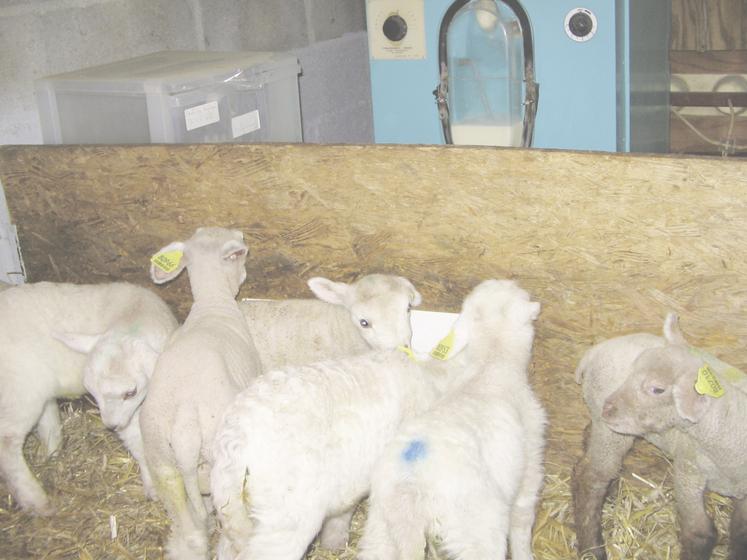 Bien maîtrisé, l'allaitement artificiel reste rentable.