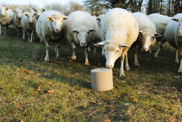 Pour couvrir ses besoins, une brebis doit consommer 15 à 20 g par jour de pierre à lécher.